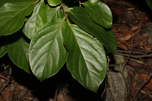 Japanese persimmon (Diospyros kaki)