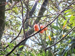 Japanese persimmon (Diospyros kaki)