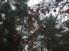 Japanese persimmon (Diospyros kaki)