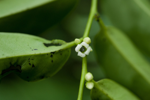 Diospyros kotoensis (Diospyros kotoensis)