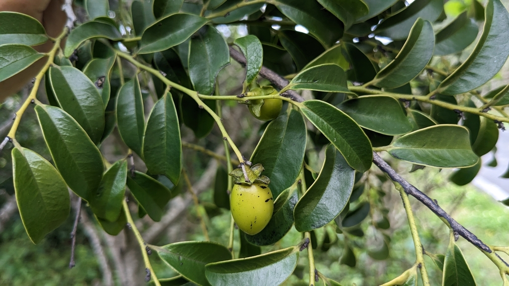 Diospyros kotoensis (Diospyros kotoensis)