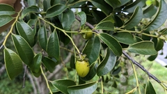 Diospyros kotoensis (Diospyros kotoensis)