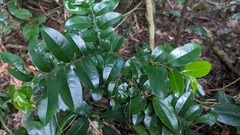Diospyros kotoensis (Diospyros kotoensis)