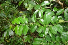 Diospyros kotoensis (Diospyros kotoensis)