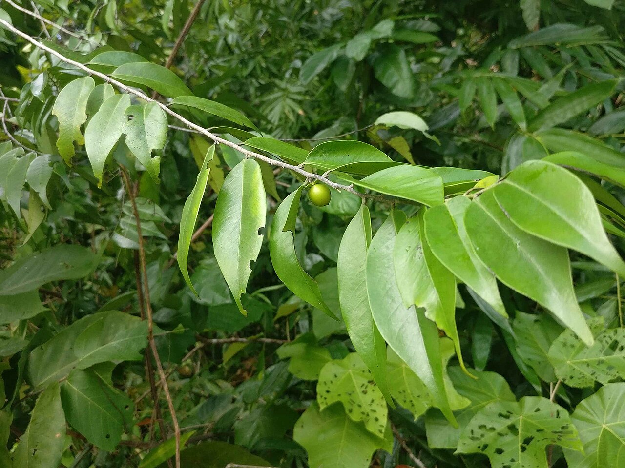 Diospyros kurzii: Diospyros kurzii near Wandoor, South Andaman Island, Andaman Islands