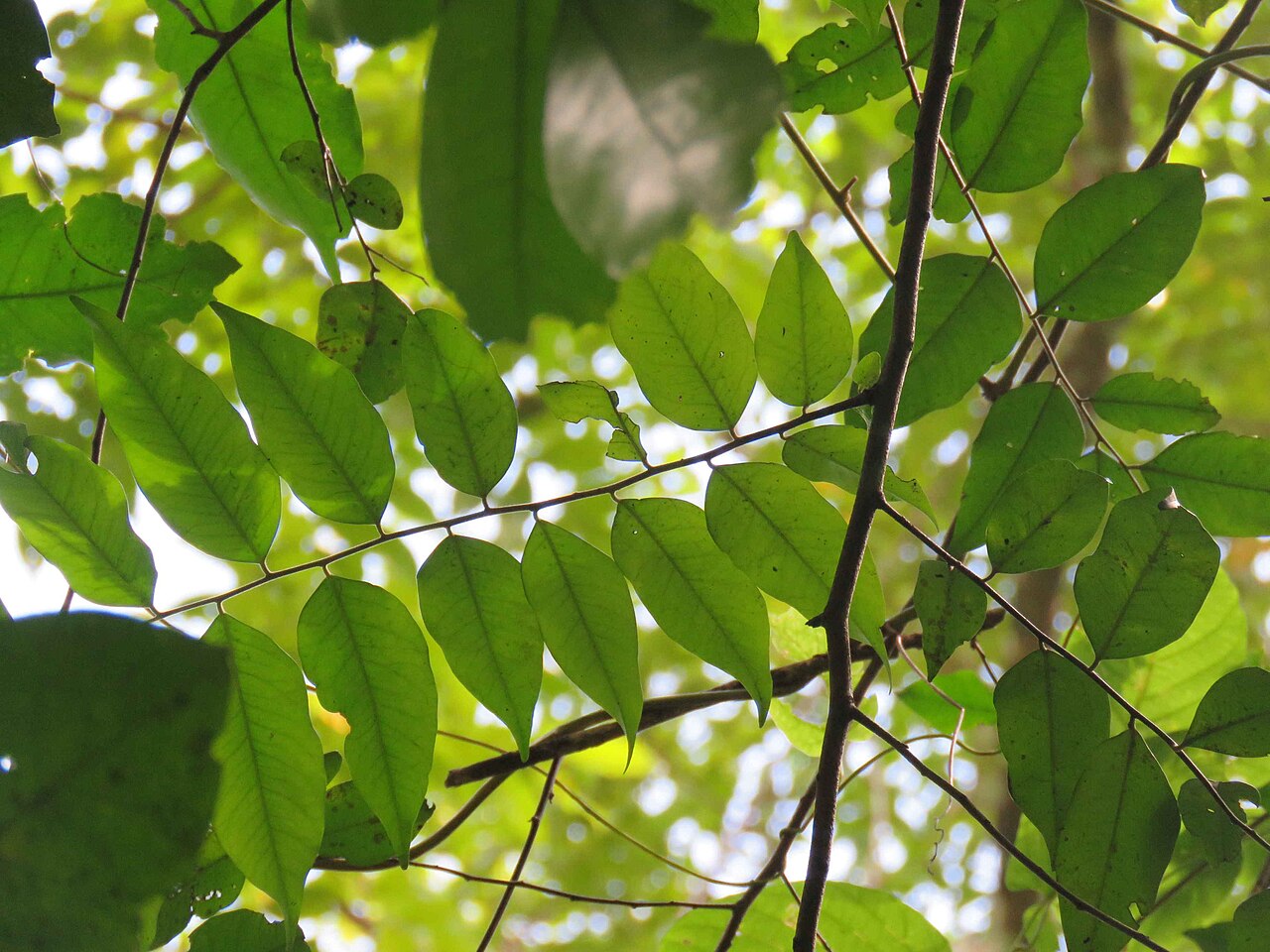 Diospyros kurzii: Diospyros kurzii near Wandoor, South Andaman Island, Andaman Islands