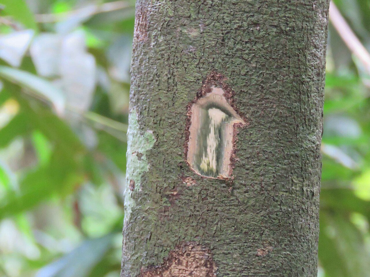 Diospyros kurzii: Diospyros kurzii near Wandoor, South Andaman Island, Andaman Islands