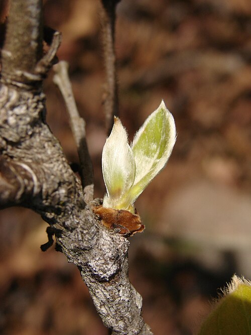 Diospyros lasiocalyx: Diospyros hispida - EBENACEAE - Parque Olhos D'Água - Brasília - Distrito Federal - Brasil.