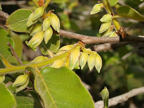 Diospyros lasiocalyx: Diospyros hispida - EBENACEAE - Parque Olhos D'Água - Brasília - Distrito Federal - Brasil.