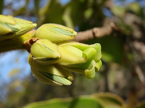 Diospyros lasiocalyx: Diospyros hispida - EBENACEAE - Parque Olhos D'Água - Brasília - Distrito Federal - Brasil.