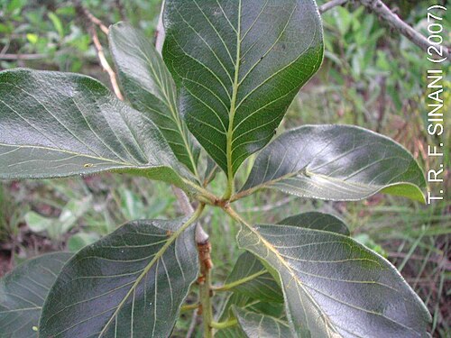 Diospyros lasiocalyx: Photo of Diospyros lasiocalyx uploaded from iNaturalist .