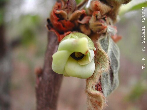 Diospyros lasiocalyx: Photo of Diospyros lasiocalyx uploaded from iNaturalist .