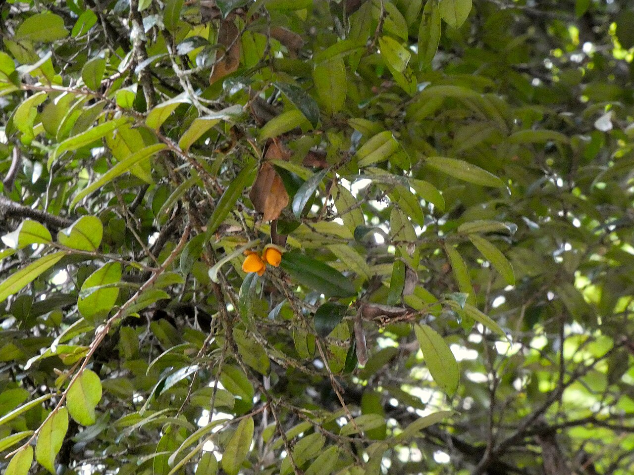 Brown ebony: Diospyros laurina in the Daintree National Park at Oliver Creek near Cape Tribulation, Queensland, Australia