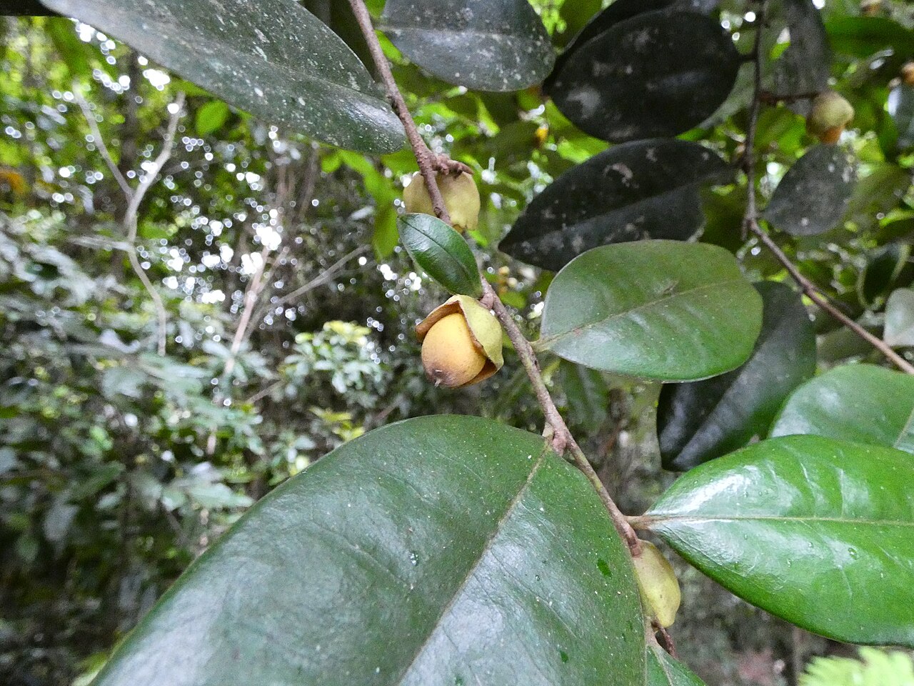 Brown ebony: Diospyros laurina on the Lamb Range west of Cairns , Queensland