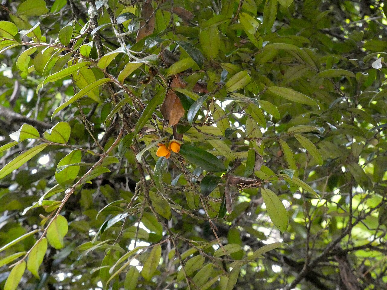Brown ebony: Diospyros laurina in the Daintree National Park at Oliver Creek near Cape Tribulation, Queensland, Australia