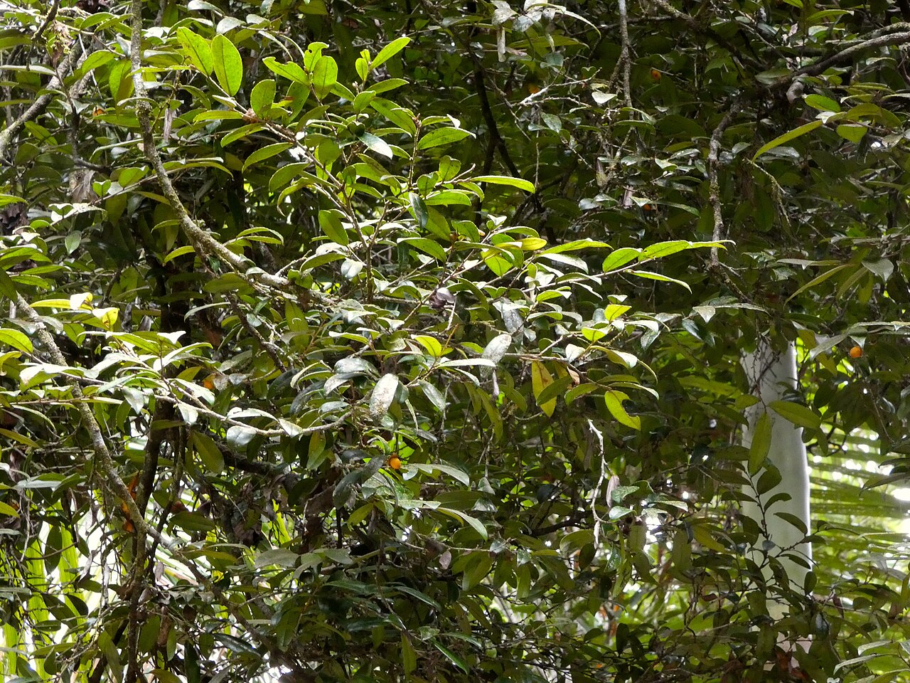 Brown ebony: Diospyros laurina in the Daintree National Park at Oliver Creek near Cape Tribulation, Queensland, Australia
