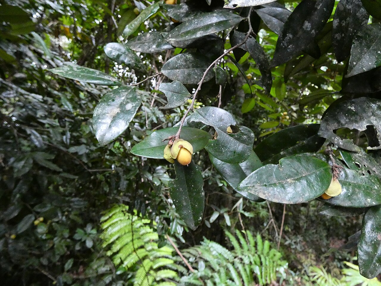 Brown ebony: Diospyros laurina on the Lamb Range west of Cairns , Queensland