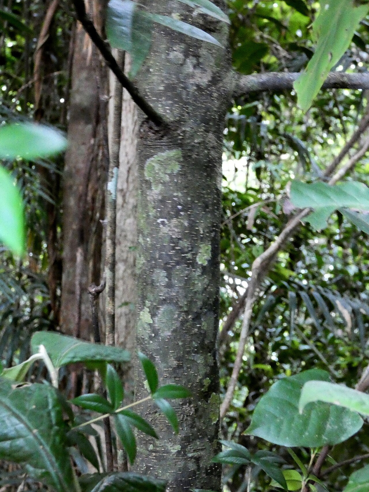 Brown ebony: Diospyros laurina on the Lamb Range west of Cairns , Queensland