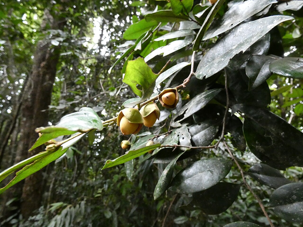 Brown ebony: Diospyros laurina on the Lamb Range west of Cairns , Queensland