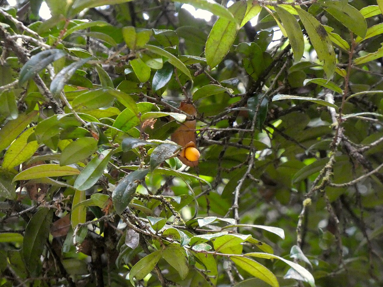 Brown ebony: Diospyros laurina in the Daintree National Park at Oliver Creek near Cape Tribulation, Queensland, Australia