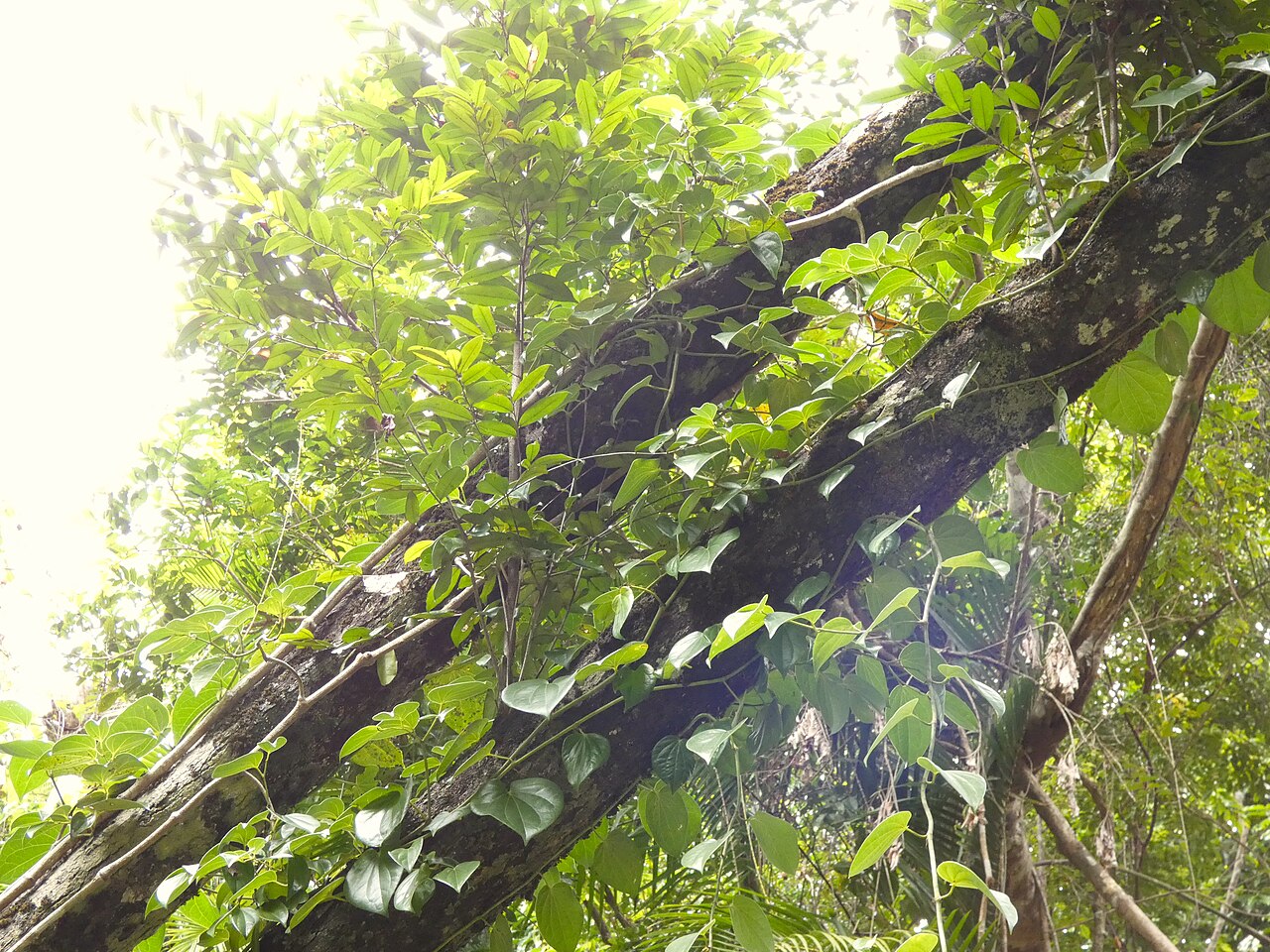 Brown ebony: Diospyros laurina in the Daintree National Park at Oliver Creek near Cape Tribulation, Queensland, Australia