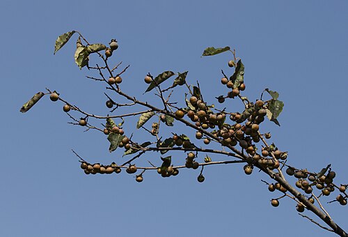 Date plum: Fruits of Caucasian persimmon ( Diospyros lotus ). Espiye - Giresun, Turkey.