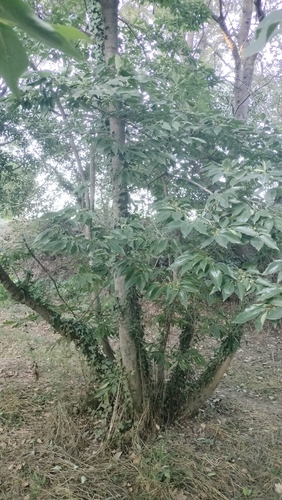 Date plum (Diospyros lotus)