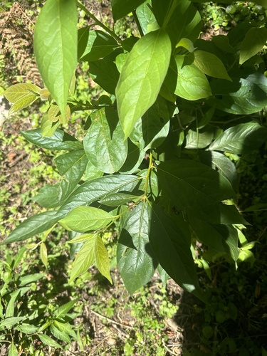 Date plum (Diospyros lotus)