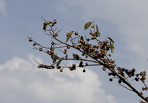 Date plum: Fruits of Caucasian persimmon ( Diospyros lotus ). Espiye - Giresun, Turkey.