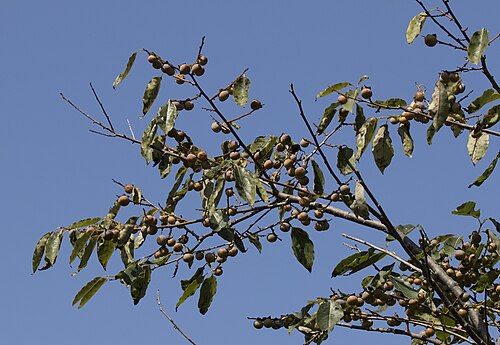 Date plum: Fruits of Caucasian persimmon ( Diospyros lotus ). Espiye - Giresun, Turkey.