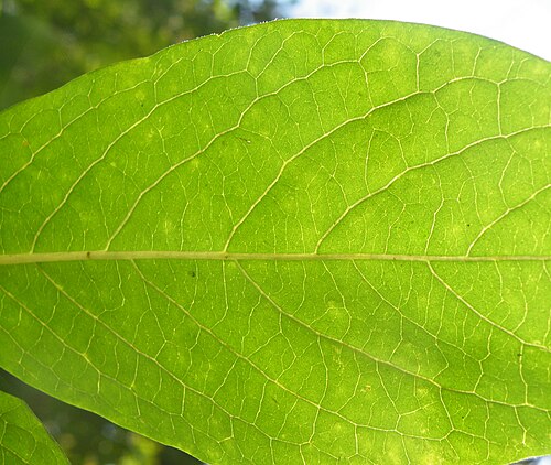 Date plum: Diospyros lotus, with common names date-plum, Caucasian persimmon, or lilac persimmon, is a widely cultivated species of the genus Diospyros, native to subtropi