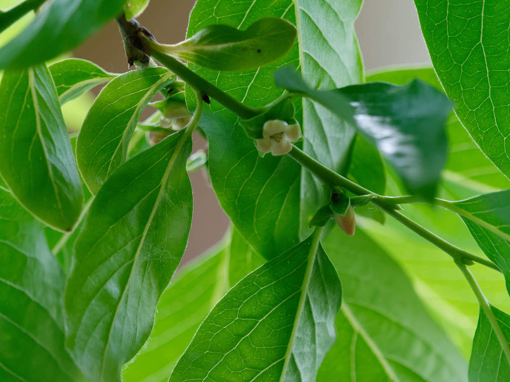 Date plum (Diospyros lotus)