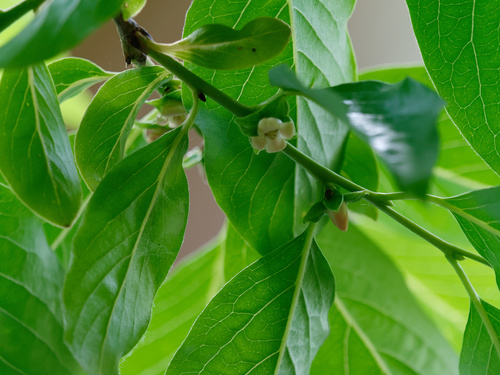 Date plum (Diospyros lotus)