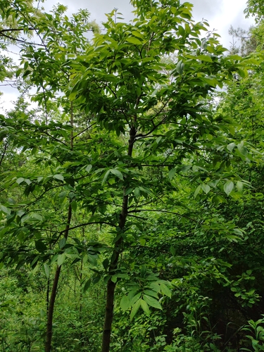 Date plum (Diospyros lotus)