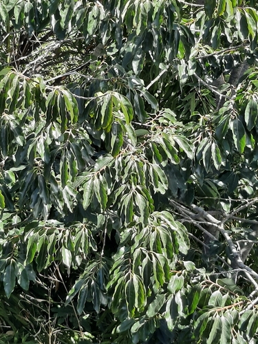 Date plum (Diospyros lotus)
