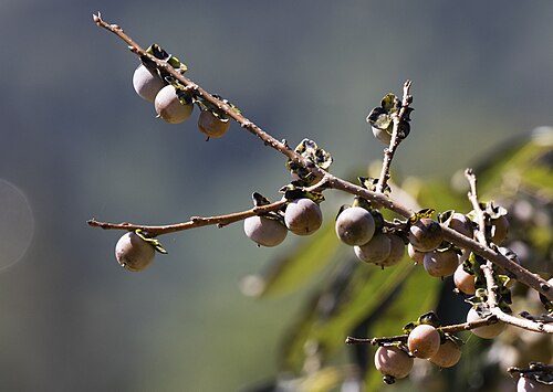 Date plum: Fruits of Caucasian persimmon ( Diospyros lotus ). Espiye - Giresun, Turkey.