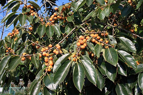 Date plum: Diospyros lotus