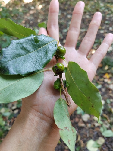 Date plum (Diospyros lotus)