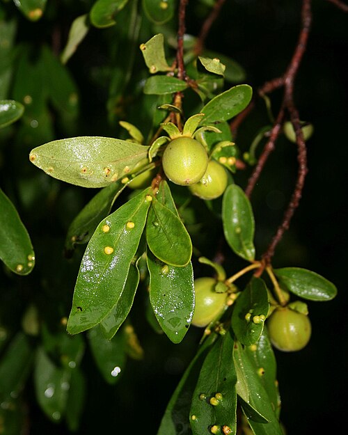 Diospyros lycioides: Diospyros lycioides subsp. lycioides , Ebenholzgewächse (Ebenaceae) – Südafrika/South Africa: KwaZulu-Natal, Drakensberge, Royal Natal National Park, Thendele C