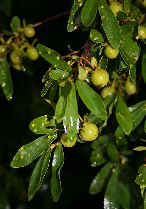 Diospyros lycioides: Diospyros lycioides subsp. lycioides , Ebenholzgewächse (Ebenaceae) – Südafrika/South Africa: KwaZulu-Natal, Drakensberge, Royal Natal National Park, Thendele C