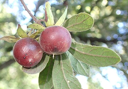 Diospyros lycioides: Ripe fruit of a Bluebush ( Diospyros lycioides subsp. guerkei ) at The Wilds Nature Reserve in Johannesburg