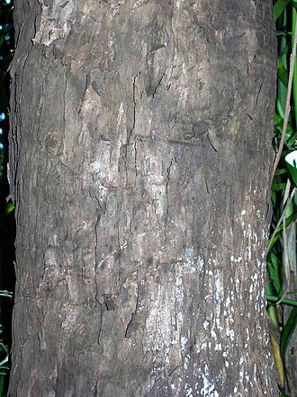Red-fruited ebony: Diospyros mabacea, bark at the RBG, Sydney