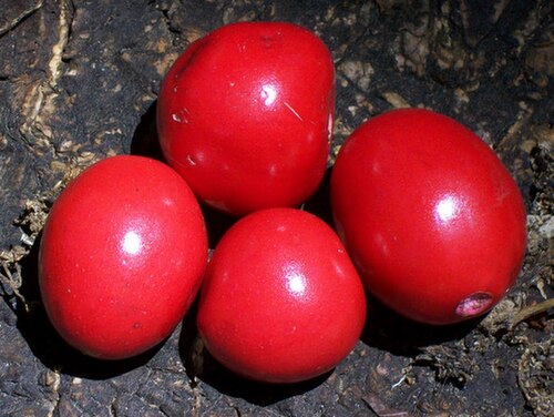 Red-fruited ebony: Red Fruited Ebony Diospyros mabacea at the Royal Botanic Gardens, Sydney