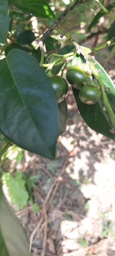 Malaysian persimmon (Diospyros maritima)