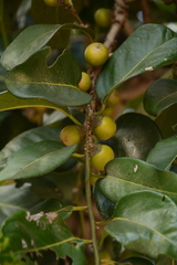 Malaysian persimmon (Diospyros maritima)