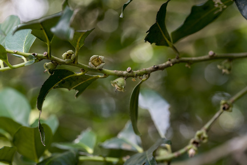 Malaysian persimmon (Diospyros maritima)