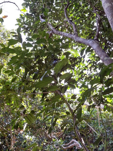 Malaysian persimmon (Diospyros maritima)