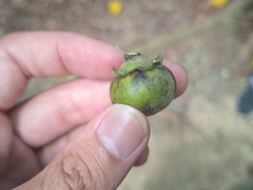Malaysian persimmon (Diospyros maritima)