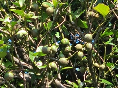 Malaysian persimmon (Diospyros maritima)