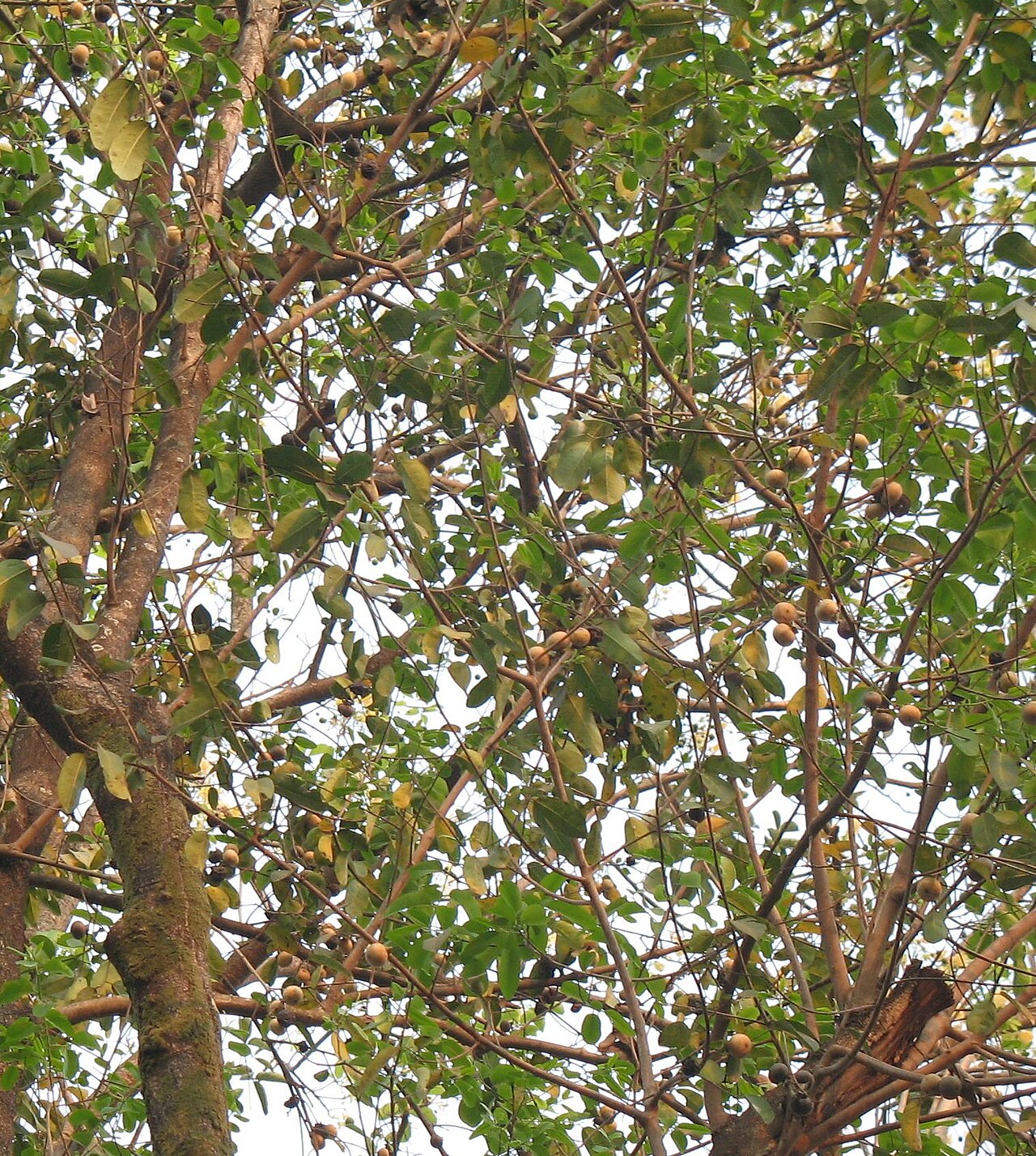 Diospyros mollis: un pied de Diospyros mollis à Vientiane Laos